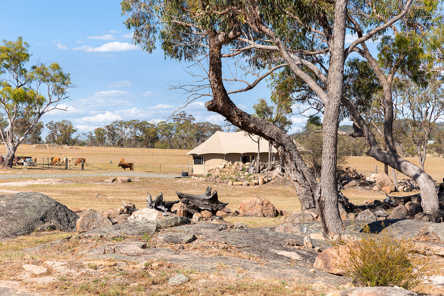 Serenita Stanthorpe Severn Glamping Tent outside with paddock and cows