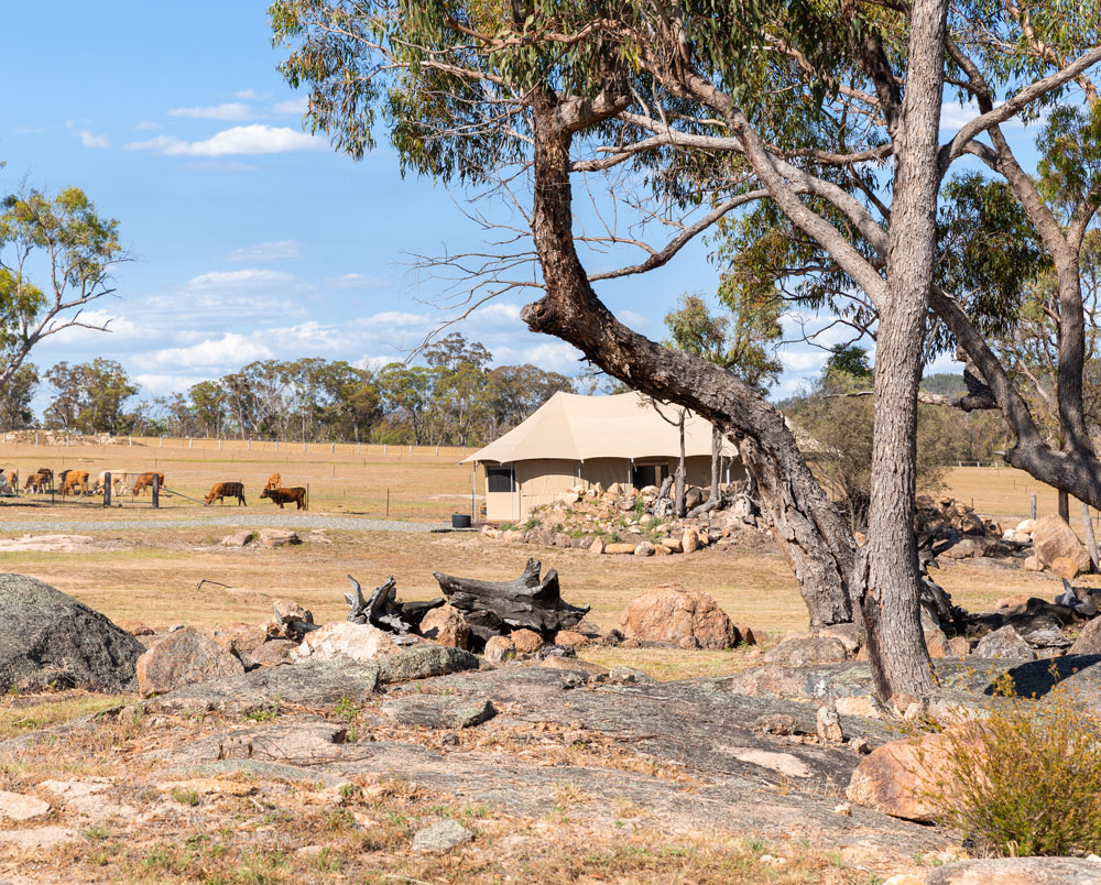 Serenita Stanthorpe Servern Glamping Tent beautiful location with local cows